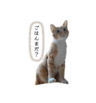 ききとろんとたまにコハルさん（個別スタンプ：9）
