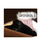 ききとろんとたまにコハルさん（個別スタンプ：15）