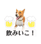 ききとろんとたまにコハルさん（個別スタンプ：23）