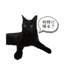 ききとろんとたまにコハルさん（個別スタンプ：28）