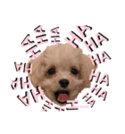 タレ目のテディさん（個別スタンプ：1）