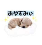 タレ目のテディさん（個別スタンプ：2）
