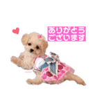 タレ目のテディさん（個別スタンプ：12）