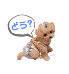 タレ目のテディさん（個別スタンプ：15）