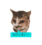 新しい方言と名言スタンプ（個別スタンプ：5）