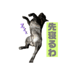 バイエス（個別スタンプ：3）