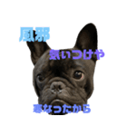 バイエス（個別スタンプ：11）