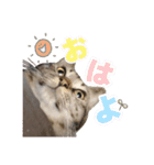 麦茶くんスタンプ2！！（個別スタンプ：1）