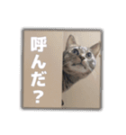 麦茶くんスタンプ2！！（個別スタンプ：4）