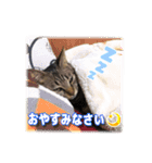 麦茶くんスタンプ2！！（個別スタンプ：5）