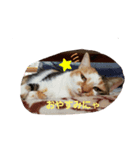 ミミポピ( ^・ω・^ )スタンプにゃ！（個別スタンプ：2）