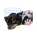 だいすきなティラ（個別スタンプ：5）