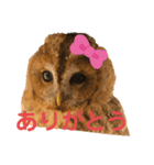 モリフクロウのハリーちゃんスタンプ（個別スタンプ：1）