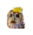 モリフクロウのハリーちゃんスタンプ（個別スタンプ：2）