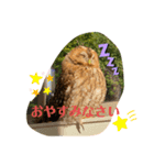 モリフクロウのハリーちゃんスタンプ（個別スタンプ：3）