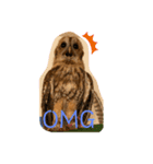 モリフクロウのハリーちゃんスタンプ（個別スタンプ：4）
