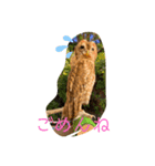 モリフクロウのハリーちゃんスタンプ（個別スタンプ：5）