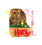 モリフクロウのハリーちゃんスタンプ（個別スタンプ：6）