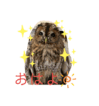 モリフクロウのハリーちゃんスタンプ（個別スタンプ：7）