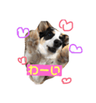 ココツムライandふわり（個別スタンプ：3）