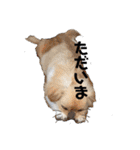 ココツムライandふわり（個別スタンプ：40）