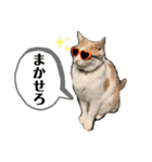 じんたん＆オモにゃん（個別スタンプ：1）