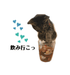 じんたん＆オモにゃん（個別スタンプ：6）