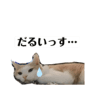 じんたん＆オモにゃん（個別スタンプ：11）