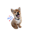 こたろう 柴犬（個別スタンプ：1）