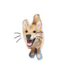 こたろう 柴犬（個別スタンプ：2）