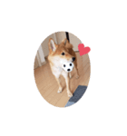 こたろう 柴犬（個別スタンプ：3）
