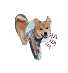 こたろう 柴犬（個別スタンプ：4）