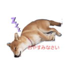 こたろう 柴犬（個別スタンプ：5）