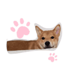 こたろう 柴犬（個別スタンプ：6）