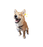 こたろう 柴犬（個別スタンプ：7）
