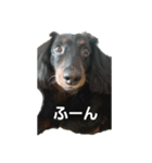 ダックスのちゃぴちょろスタンプ（個別スタンプ：1）