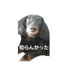 ダックスのちゃぴちょろスタンプ（個別スタンプ：5）