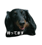 ダックスのちゃぴちょろスタンプ（個別スタンプ：6）