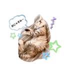 SILVAすたんぷ（個別スタンプ：1）