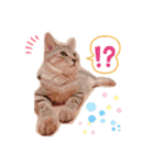SILVAすたんぷ（個別スタンプ：5）