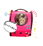 SILVAすたんぷ（個別スタンプ：6）