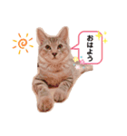 SILVAすたんぷ（個別スタンプ：9）