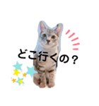 SILVAすたんぷ（個別スタンプ：11）