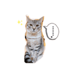 SILVAすたんぷ（個別スタンプ：15）