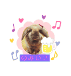 ぶぅこのスタンプ（個別スタンプ：4）