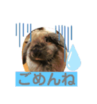ぶぅこのスタンプ（個別スタンプ：7）