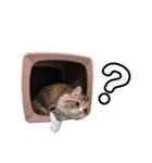 brighton(ぶーちゃん) スタンプ（個別スタンプ：3）
