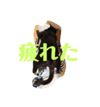 k♡g♡t（個別スタンプ：16）