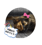 クールな眼力(さび猫ちゃん)（個別スタンプ：1）