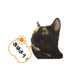 クールな眼力(さび猫ちゃん)（個別スタンプ：2）
